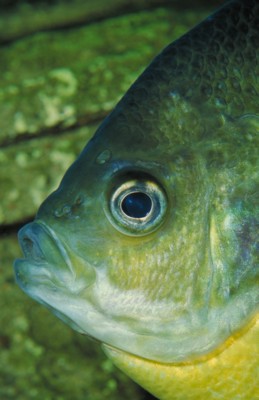 Freshwater Fish poster