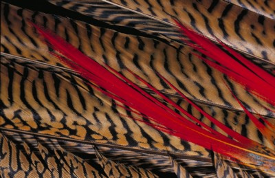 Pheasant poster