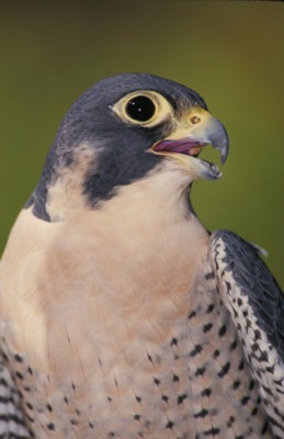 Hawk & Falcon poster