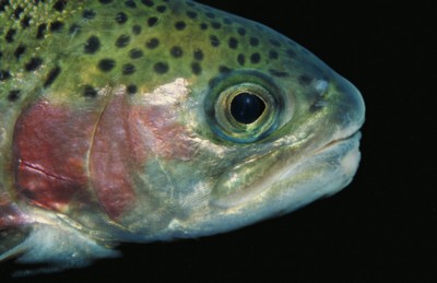 Freshwater Fish poster