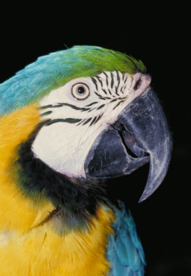 parrot poster