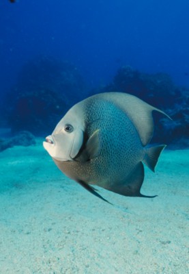 Tropical Fish poster