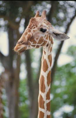 Giraffe poster