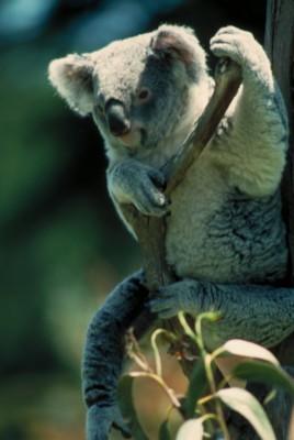 Koala poster