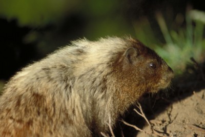 Mouse & Rodent poster