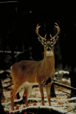 Deer poster