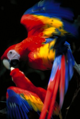 Parrot poster
