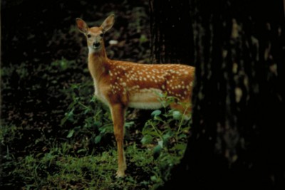 Deer poster