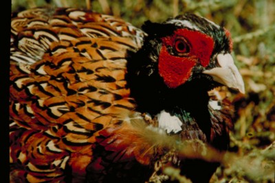 Pheasant poster