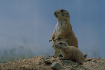 Mouse & Rodent poster