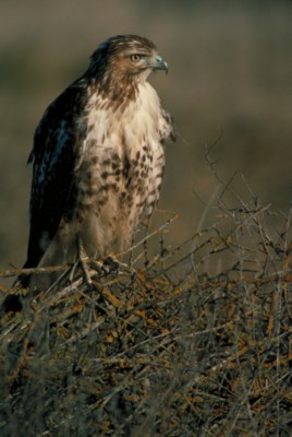 Hawk & Falcon poster