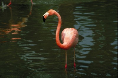 Flamingo poster
