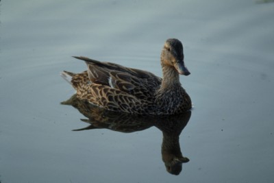 Ducks & Loons poster