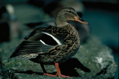 Ducks & Loons poster