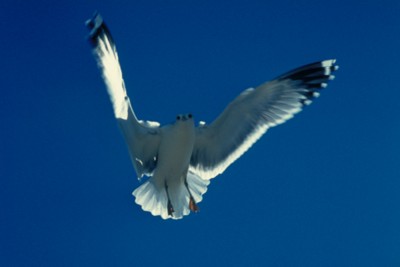 gull poster
