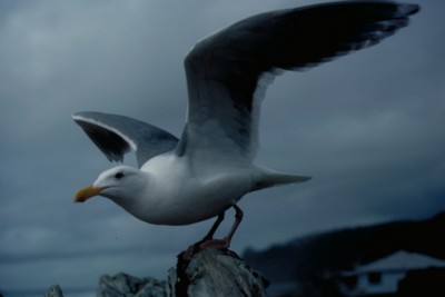 gull poster