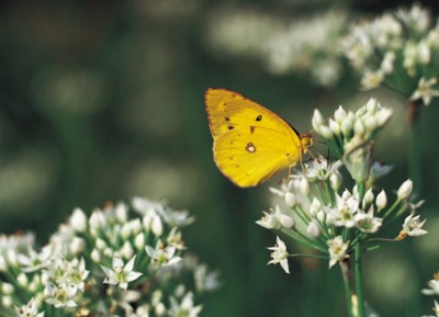 Butterfly & Moth poster