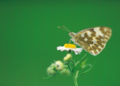 Butterfly & Moth poster