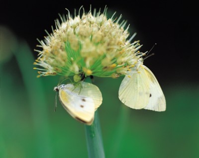 Butterfly & Moth poster
