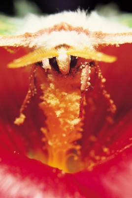 Butterfly & Moth poster