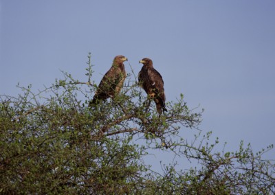 Hawk & Falcon poster