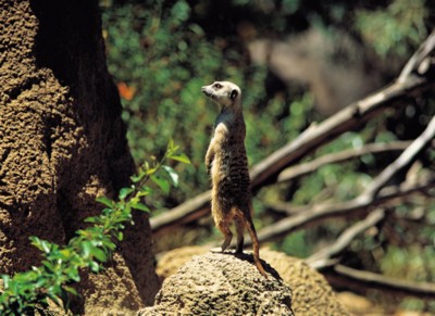 Mouse & Rodent poster