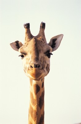 Giraffe poster