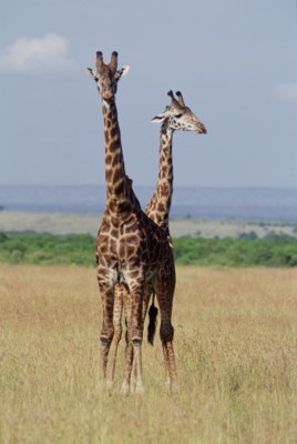 Giraffe poster