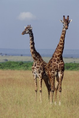 giraffe poster