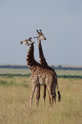 Giraffe poster