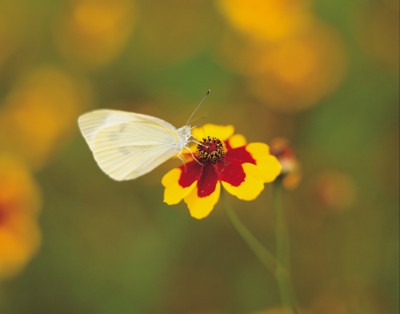 Butterfly & Moth poster