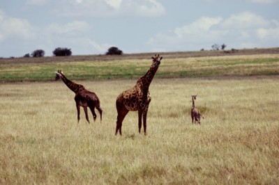 Giraffe poster