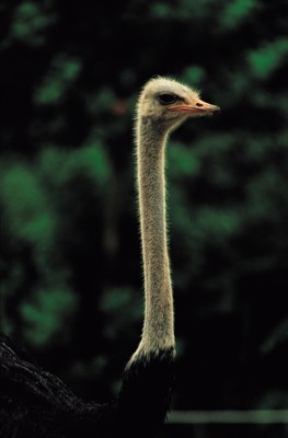 Ostrich poster
