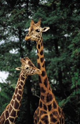Giraffe poster