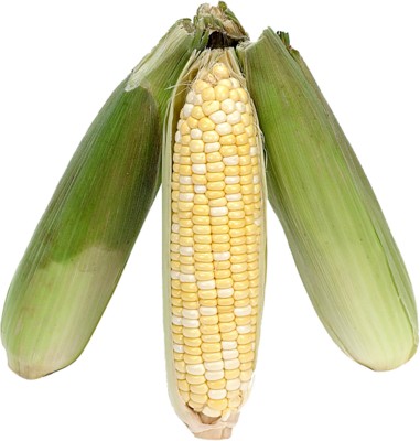 corn poster