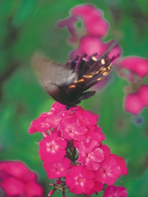 Butterfly & Moth poster