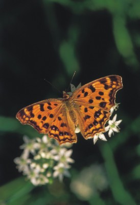 Butterfly & Moth poster