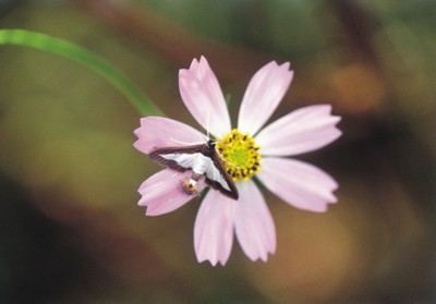 Butterfly & Moth poster
