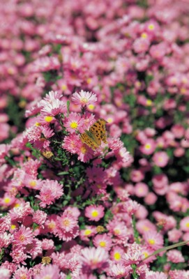 Butterfly & Moth poster