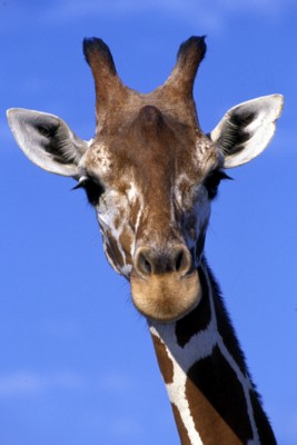 Giraffe poster