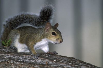 Mouse & Rodent poster