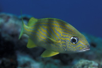 tropical fish poster