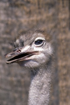 ostrich poster