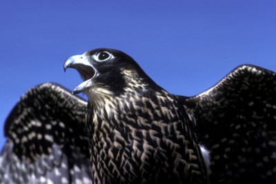 Hawk & Falcon poster