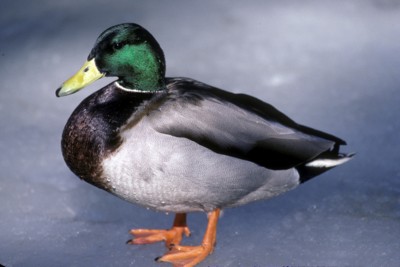 Ducks & Loons poster