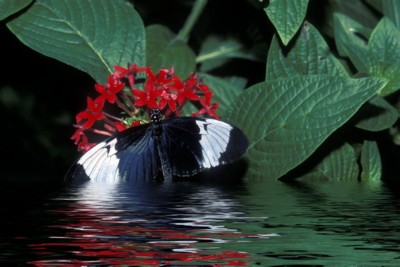 Butterfly & Moth poster