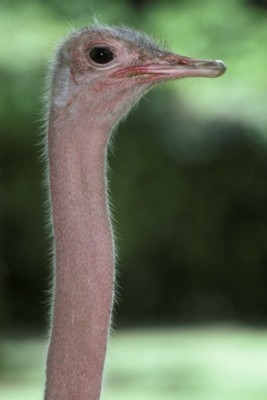 Ostrich poster