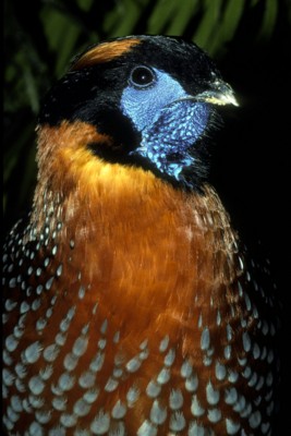 pheasant poster