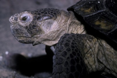 Turtle & Tortoise poster