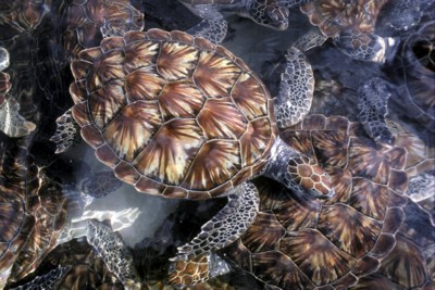 Turtle & Tortoise poster